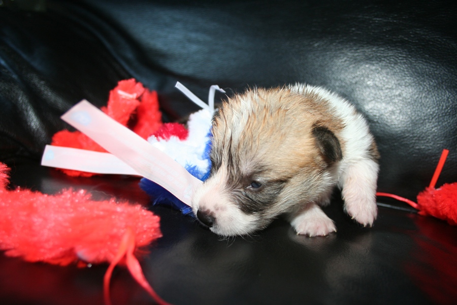 Puppies